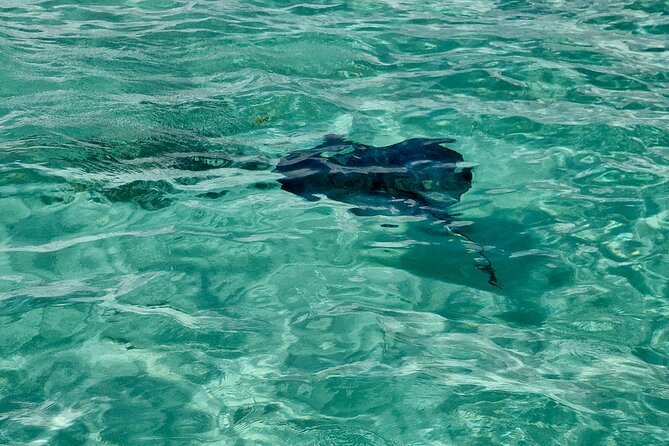 ANTIGUA FROM TOP TO BOTTOM: Stingray City, Beach, lunch & more... - Long Bay Beach, with snorkeling from shore