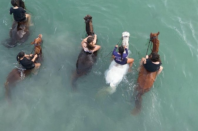 Antigua Horse Ride and Swim - The Caribbean horse swim