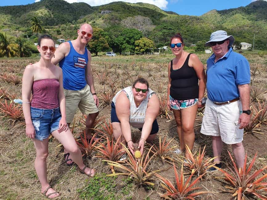 Antiguan experience home tour with local guide with lunch - Seeing Antigua Black Pineapple at the farm