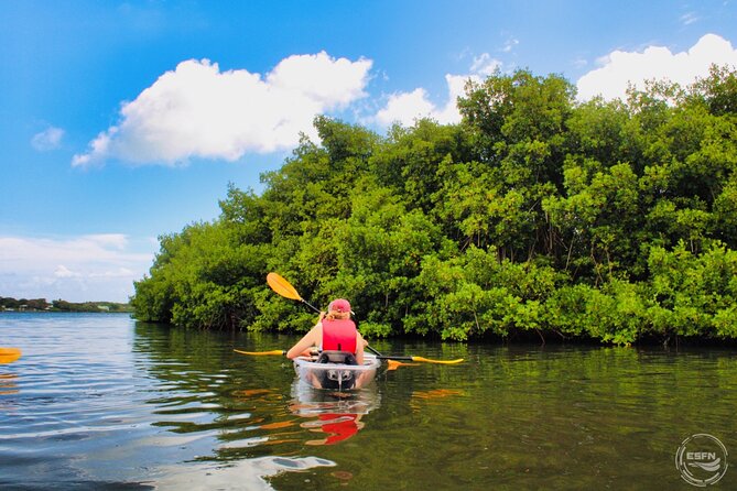 Clear Kayak Tour in Mangrove Antigua - Why Antigua’s mangroves are worth your time