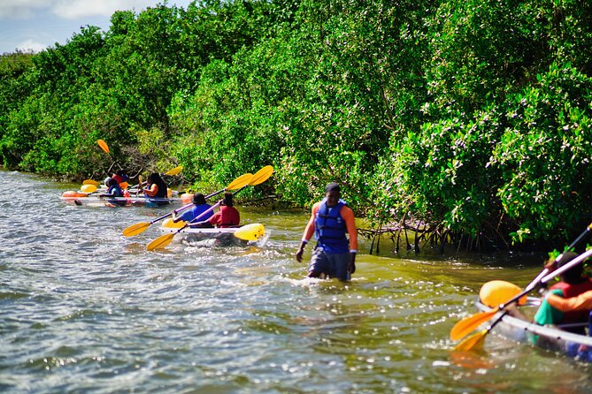 Clear Kayak Tour in Mangrove Antigua - What the guide adds to the hour