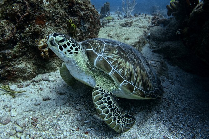 DiveCarib - An Eco-Friendly Certified Diver Trip in Antigua - Key points to know before booking