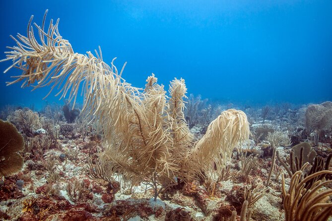 DiveCarib - An Eco-Friendly Certified Diver Trip in Antigua - Getting ready with an aluminum S80 cylinder