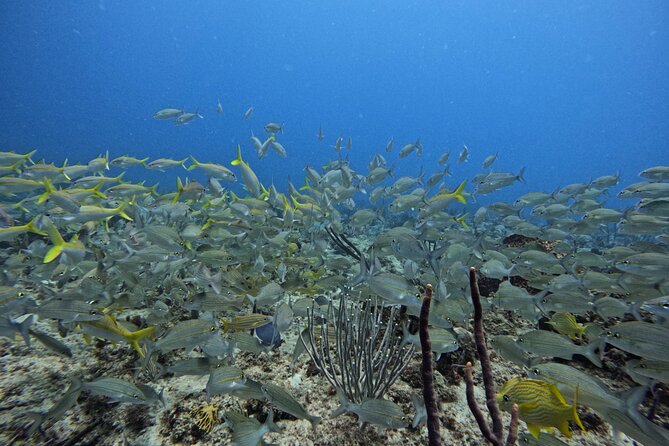 DiveCarib - An Eco-Friendly Certified Diver Trip in Antigua - Seeing Antigua’s marine life with a local guide