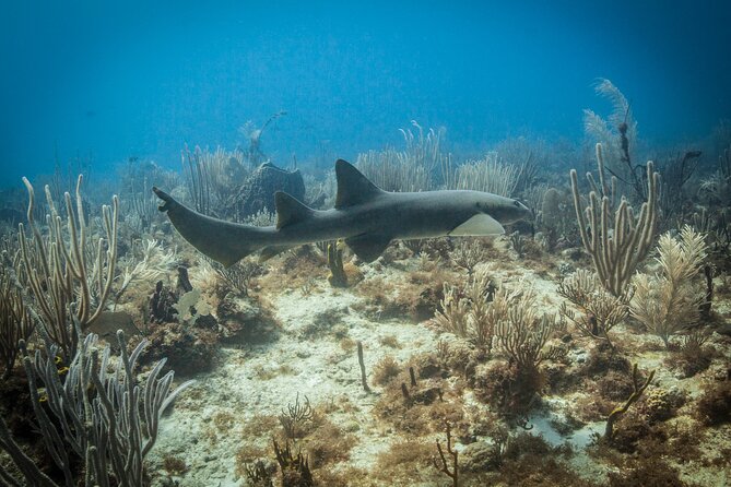 DiveCarib - An Eco-Friendly Certified Diver Trip in Antigua - Site changes are part of real sea conditions