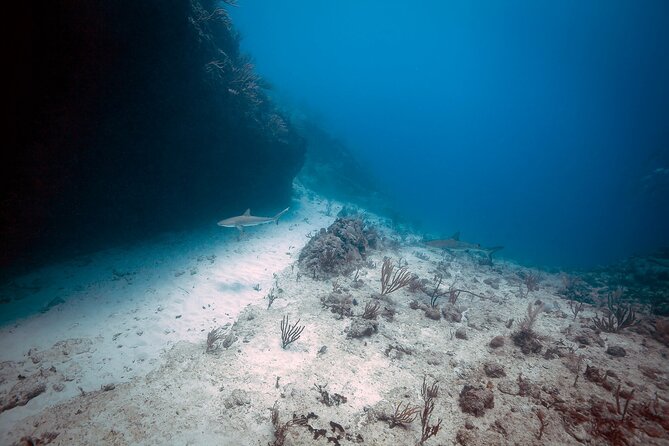 DiveCarib - An Eco-Friendly Certified Diver Trip in Antigua - Why the four-hour schedule works