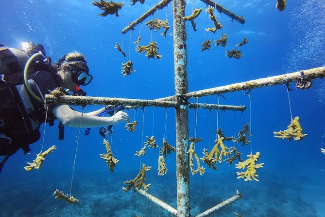 DiveCarib - An Eco-Friendly Certified Diver Trip in Antigua - What the $199 price includes in practical terms