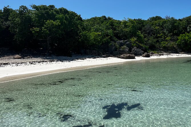 FANTASTIC Green Island and Sea Turtles - Half Day share boat trip - Why the timing matters on Green Island
