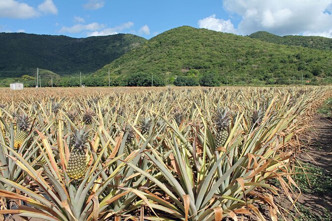 Half-Day Tour: A Taste of Paradise and History of Antigua - Nelson’s Dockyard adds a preserved harbor setting