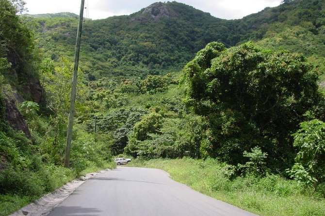 Half-Day Tour: Island Safari Adventure from St. John's - Fig Tree Drive through Antigua’s rainforest