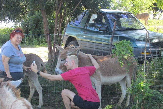 Outback Antigua Tour - Meeting the donkeys at the Humane Society