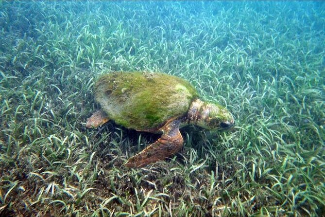 Private Snorkeling and Sightseeing Tour of Antigua - How the tour handles beginners and mixed abilities