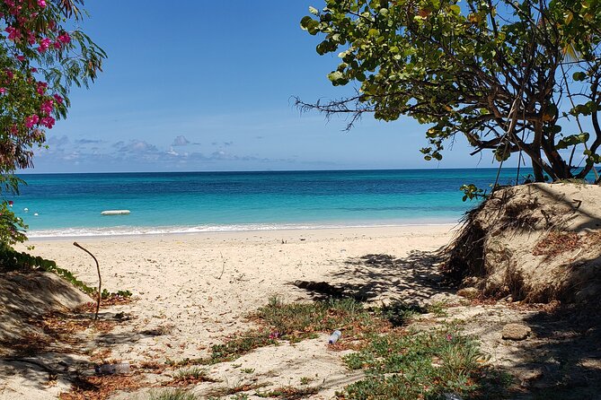 Salty Dogs UTV Adventure - Riding beyond Antigua’s main roads