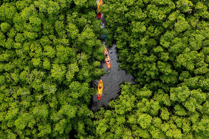 SoCoHo Eco Half Day - Mangrove Kayak & Reef Snorkeling - Key Points to Know Before You Go