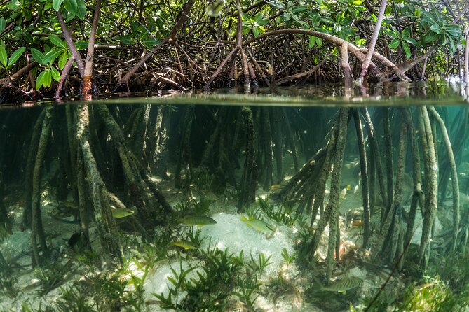 SoCoHo Eco Kayak and Snorkel Tour - What makes Cades Bay Marine Reserve special