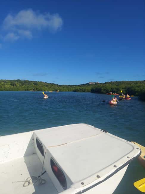 St. John's, Antigua Kayak, Snorkeling, & Beach Bird Island - Snorkeling above coral and blue tang
