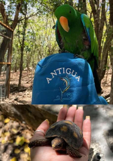 St. John's; Combo Laviscount Island & Swimming with Stingray - What the $245 price really covers