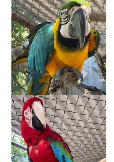 St. John's; Combo Laviscount Island & Swimming with Stingray - Comfort, timing, and what to bring