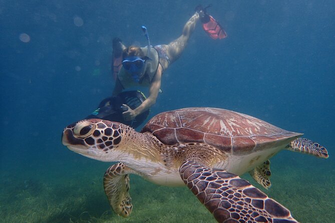 Turtle Beach Power Snorkeling Adventure - Key points to know before booking