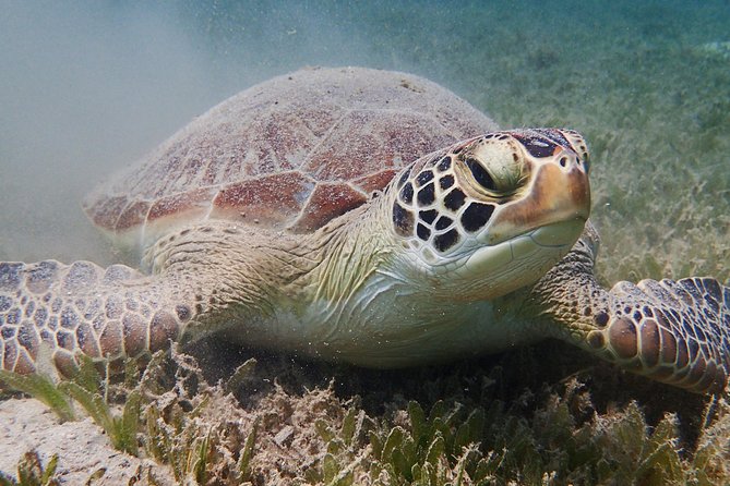 Turtle Beach Power Snorkeling Adventure - Getting from pickup to Freeman’s Bay