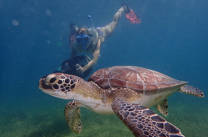 Turtle Beach Power Snorkeling Adventure - Best times, best matches, and possible drawbacks