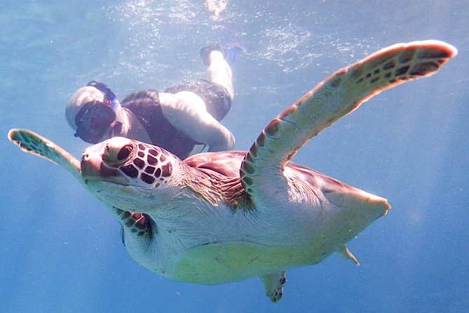 Under the Sea snorkeling(Stingray/Kayak/ Power Snorkel available) - Choosing Between Cades Bay, Long Bay, and English Harbour