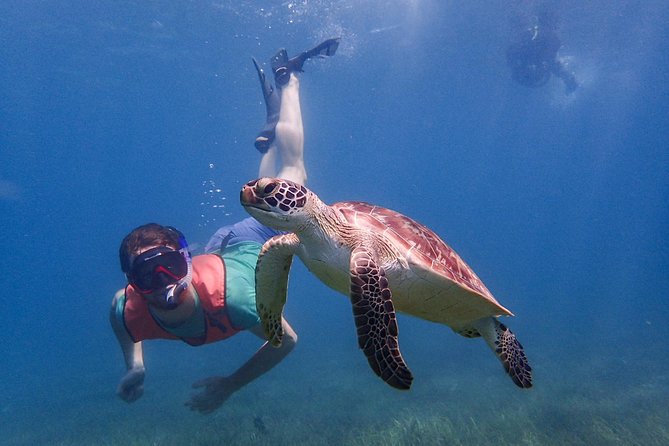 Under the Sea snorkeling(Stingray/Kayak/ Power Snorkel available) - Cades Reef: The Best Fit for Marine Life