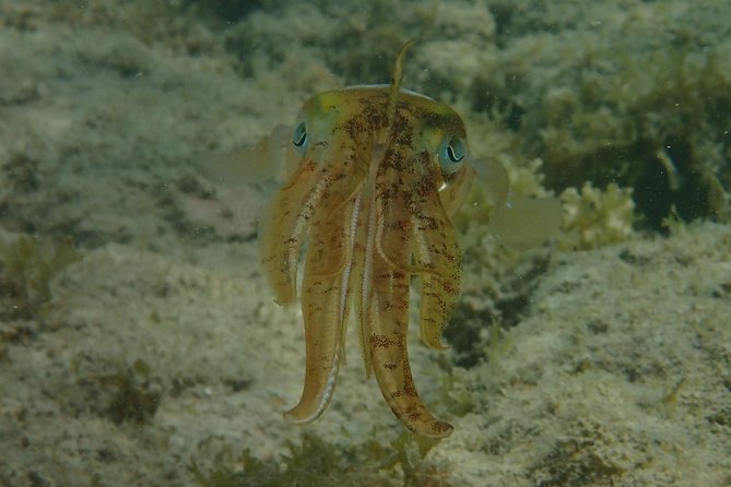 Under the Sea snorkeling(Stingray/Kayak/ Power Snorkel available) - English Harbour, Great Bird Island, and Green Island Options