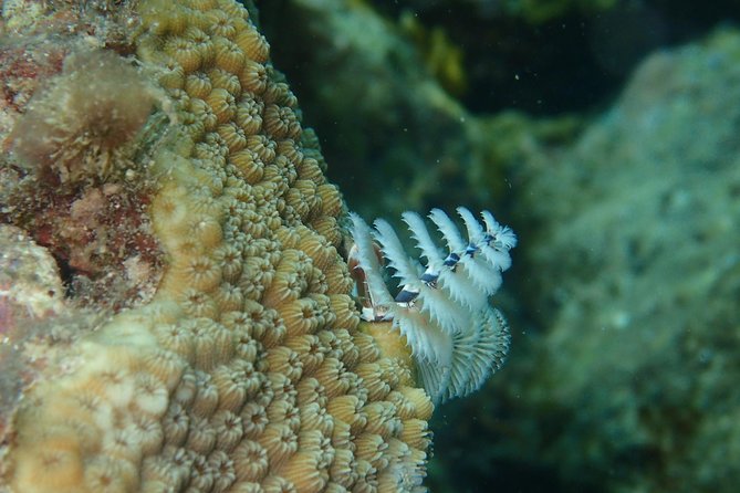 Under the Sea snorkeling(Stingray/Kayak/ Power Snorkel available) - Drinks, Transport, and Private Service
