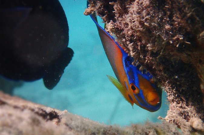 Under the Sea snorkeling(Stingray/Kayak/ Power Snorkel available) - Is $150 Per Person Good Value?