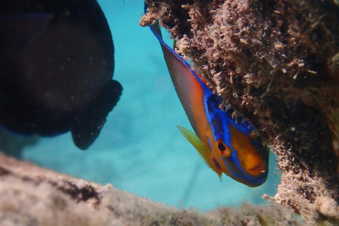 Under the Sea snorkeling(Stingray/Kayak/ Power Snorkel available) - What a Three-Hour Day Looks Like